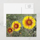 F17 Gelbe Wildblumen Gaillardia Postkarte (Vorne/Hinten)