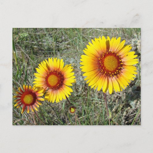F17 Gelbe Wildblumen Gaillardia Postkarte (Vorderseite)