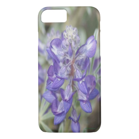 F18 Lila Wildblume Jährliche Lupine Case-Mate iPhone Hülle (Rückseite)