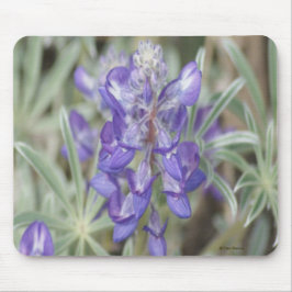 F18 Lila Wildblume Jährliche Lupine Mousepad