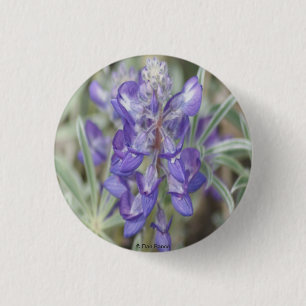 F18 Lila Wildblumen Einjährige Lupine Button