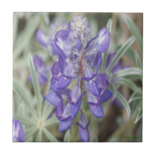 F18 Lila Wildblumen Einjährige Lupine Fliese