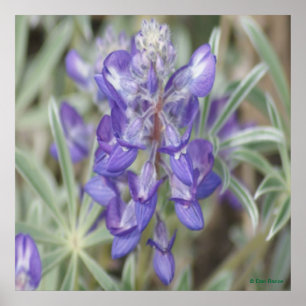 F18 Lila Wildblumen Einjährige Lupine Poster