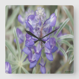 F18 Lila Wildblumen Einjährige Lupine Quadratische Wanduhr