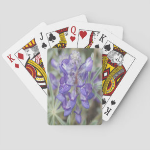 F18 Lila Wildblumen Einjährige Lupine Spielkarten