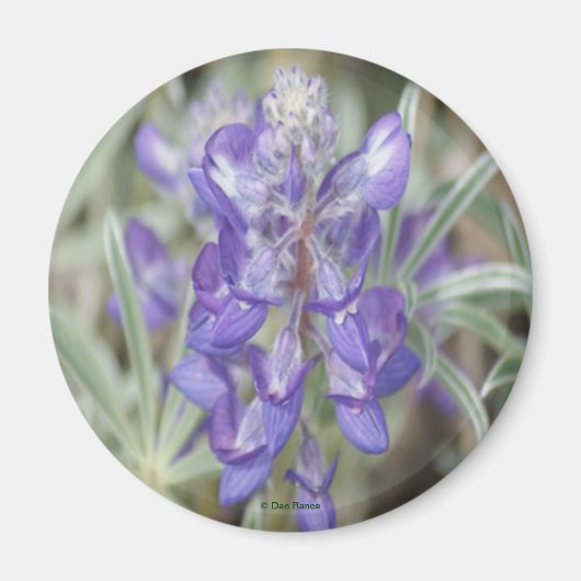 F18 Lila Wildblumen Jährliche Lupine Magnet (Vorne)