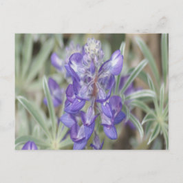 F18 Lila Wildblumen Jährliche Lupine Postkarte