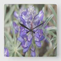 F18 Lila Wildblumen Jährliche Lupine