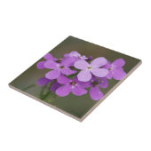 F19 Lila Wildblumen Dames Rocket Fliese (Seite)