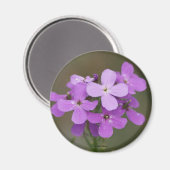 F19 Lila Wildblumen Dames Rocket Magnet (Vorderseite/Rückseite)