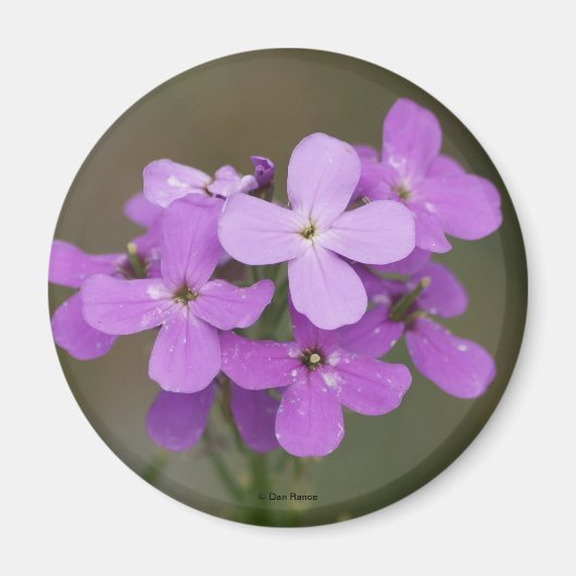 F19 Lila Wildblumen Dames Rocket Magnet (Vorne)