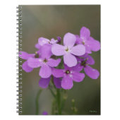 F19 Lila Wildblumen Dames Rocket Notizblock (Vorderseite)