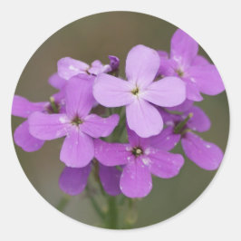 F19 Lila Wildblumen Dames Rocket Runder Aufkleber