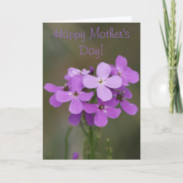 F19 Purple Wildflowers Dames Rocket Karte