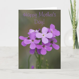 F19 Purple Wildflowers Dames Rocket Karte