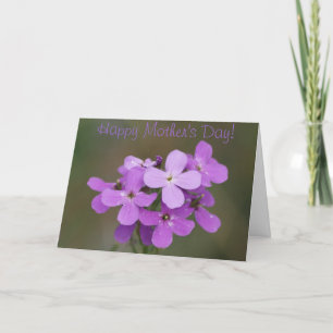 F19 Purple Wildflowers Dames Rocket Karte