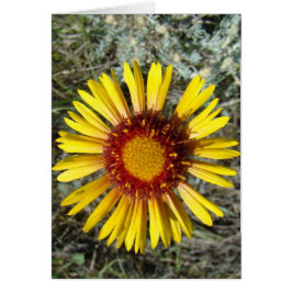 F1 Gelbe Wildblume Gaillardia