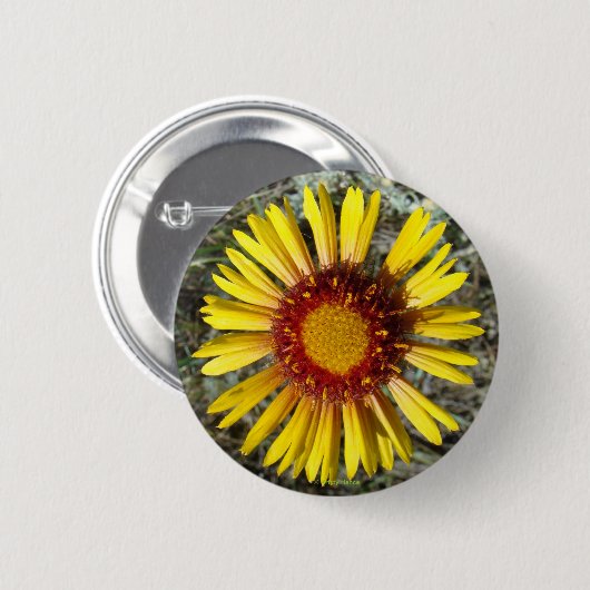 F1 Gelbe Wildblume Gaillardia Button (Vorne & Hinten)