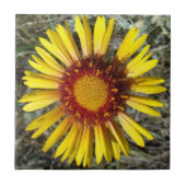 F1 Gelbe Wildblume Gaillardia Fliese (Vorderseite)