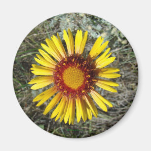 F1 Gelbe Wildblume Gaillardia Magnet