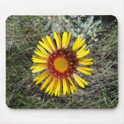 F1 Gelbe Wildblume Gaillardia Mousepad (Vorne)