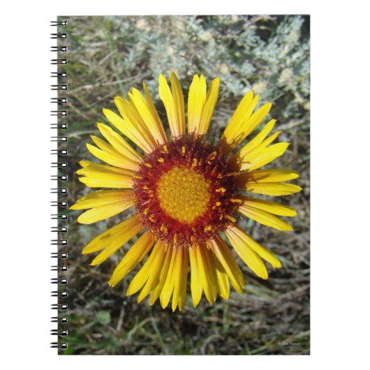 F1 Gelbe Wildblume Gaillardia Notizblock (Vorderseite)
