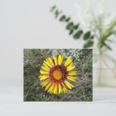 F1 Gelbe Wildblume Gaillardia Postkarte (Stehend Vorderseite)