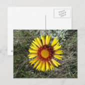 F1 Gelbe Wildblume Gaillardia Postkarte (Vorne/Hinten)