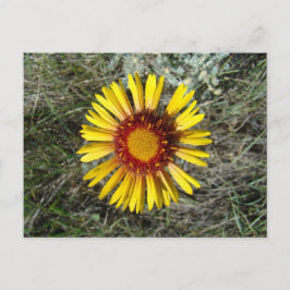F1 Gelbe Wildblume Gaillardia Postkarte