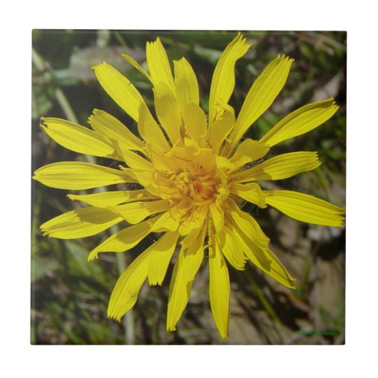 F21 Gelbe Wildblume Schmalblättriger Falkenbart Fliese (Vorderseite)