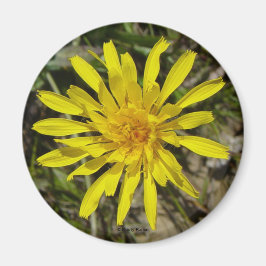 F21 Gelbe Wildblume Schmalblättriger Falkenbart Magnet