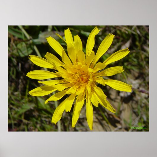 F21 Gelbe Wildblume Schmalblättriger Falkenbart Poster (Vorne)