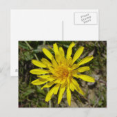 F21 Gelbe Wildblume Schmalblättriger Falkenbart Postkarte (Vorne/Hinten)