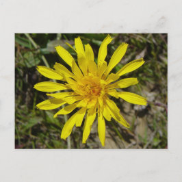 F21 Gelbe Wildblume Schmalblättriger Falkenbart Postkarte