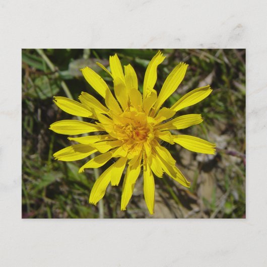 F21 Gelbe Wildblume Schmalblättriger Falkenbart Postkarte (Vorderseite)