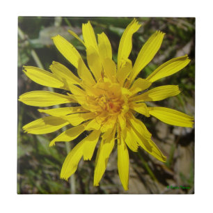 F21 Gelbe Wildblume Schmalblättriges Pippau Fliese