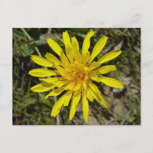 F21 Gelbe Wildblume Schmalblättriges Pippau Postkarte
