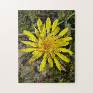 F21 Gelbe Wildblume Schmalblättriges Pippau Puzzle
