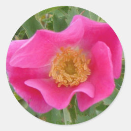 F23w Wild-Rose Runder Aufkleber