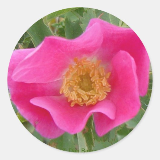 F23w Wild-Rose Runder Aufkleber (Vorderseite)