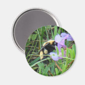 F2 Biene auf Lila Wildblume Magnet (Vorderseite/Rückseite)
