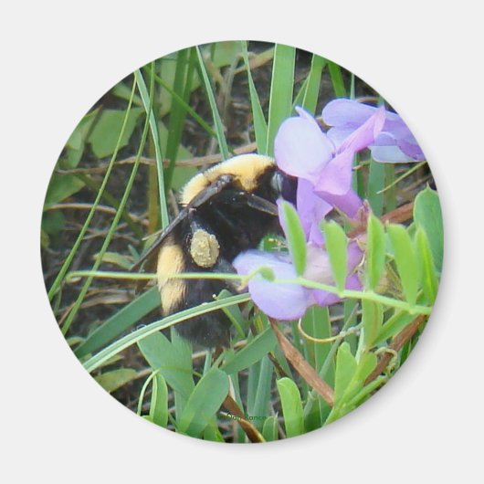 F2 Biene auf Lila Wildblume Magnet (Vorne)