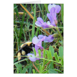 F2 Biene auf Lila Wildblumen