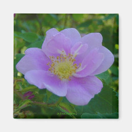 F37 Wilde Rose Magnet