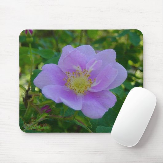 F37 Wilde Rose Mousepad (Mit Mouse)