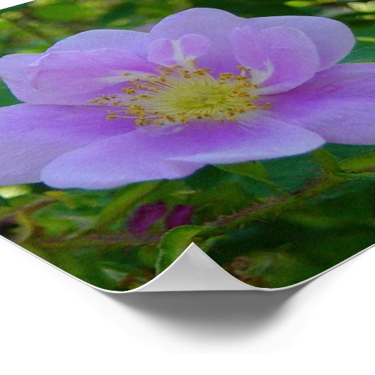 F37 Wilde Rose Poster (Ecke)