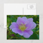 F37 Wilde Rose Postkarte (Vorne/Hinten)