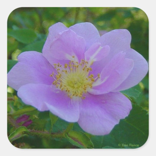 F37 Wilde Rose Quadratischer Aufkleber (Vorderseite)