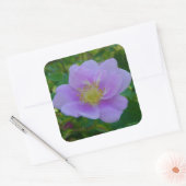 F37 Wilde Rose Quadratischer Aufkleber (Umschlag)