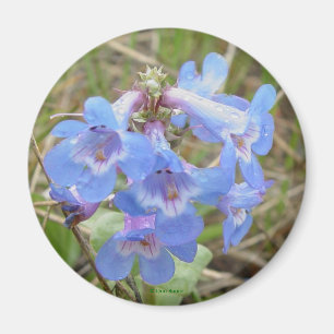 F3 Blaue Wildblumen Schlanke Blaue Bartfaden Magnet